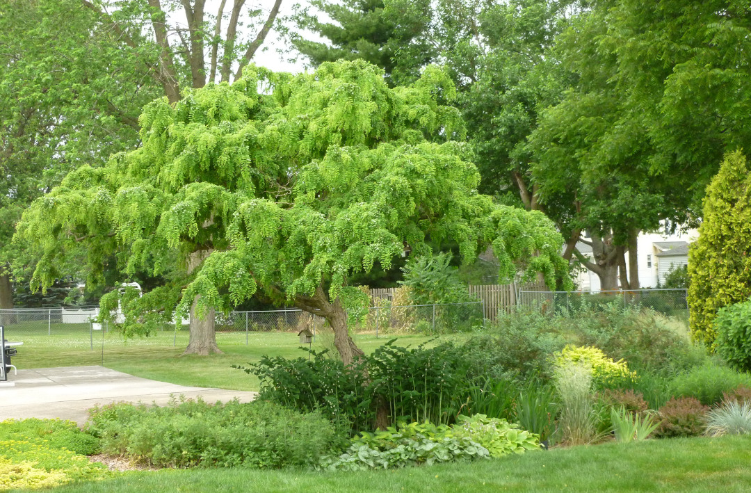 Robinia pseudoacacia