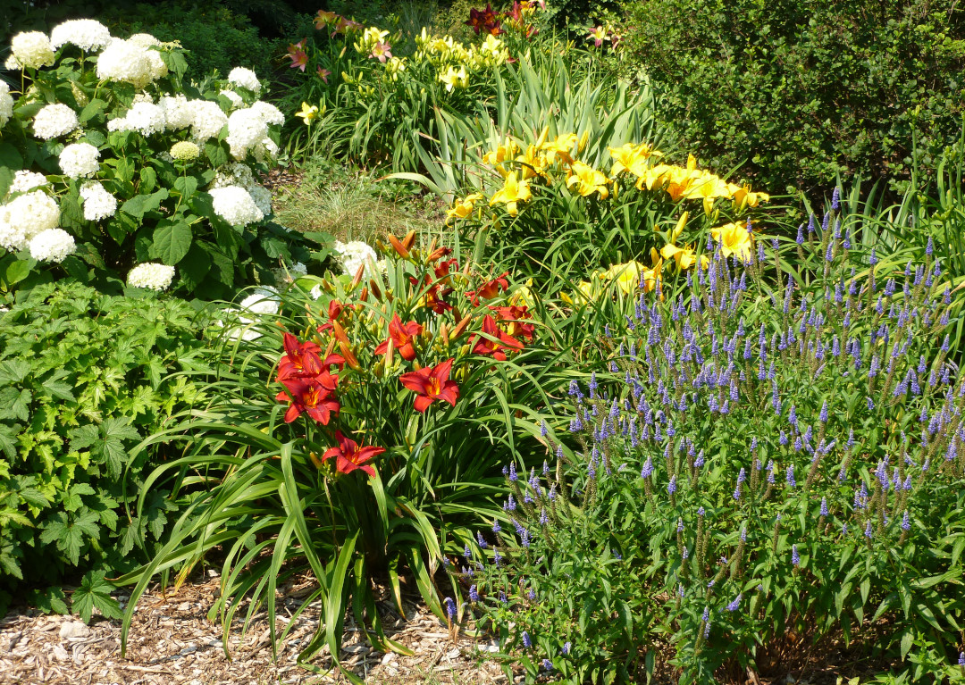 daylilies