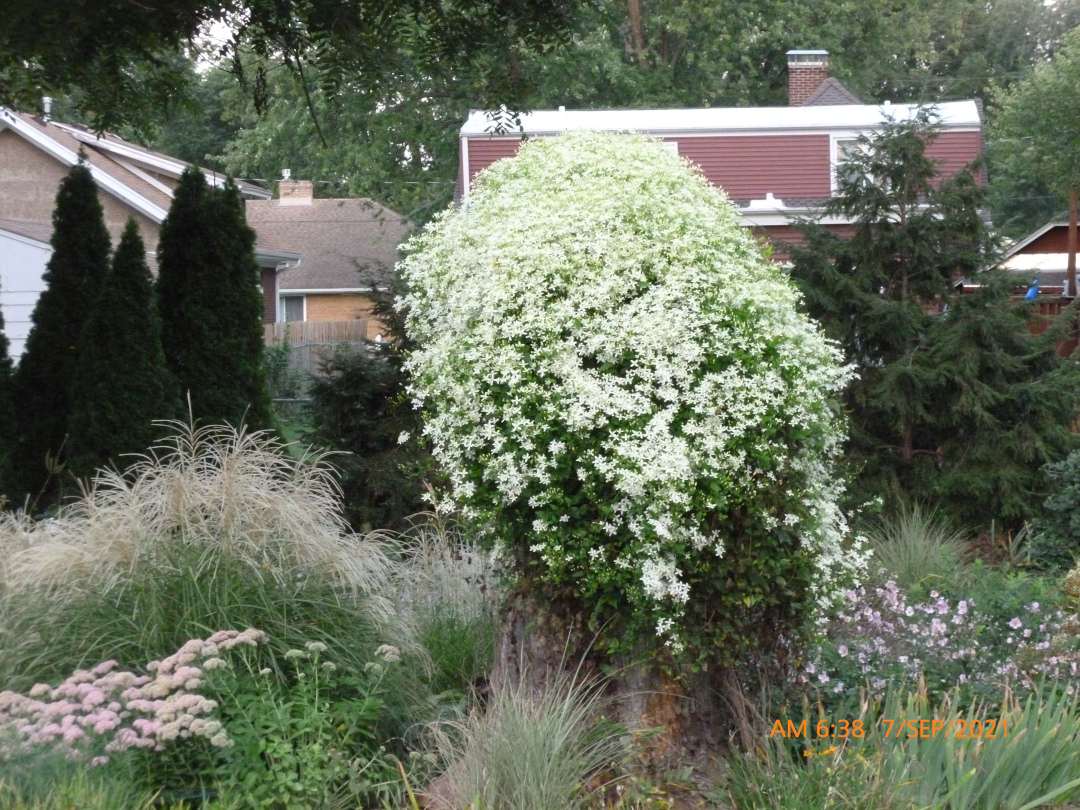 clematis