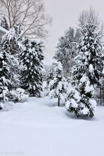 trees covered in snow