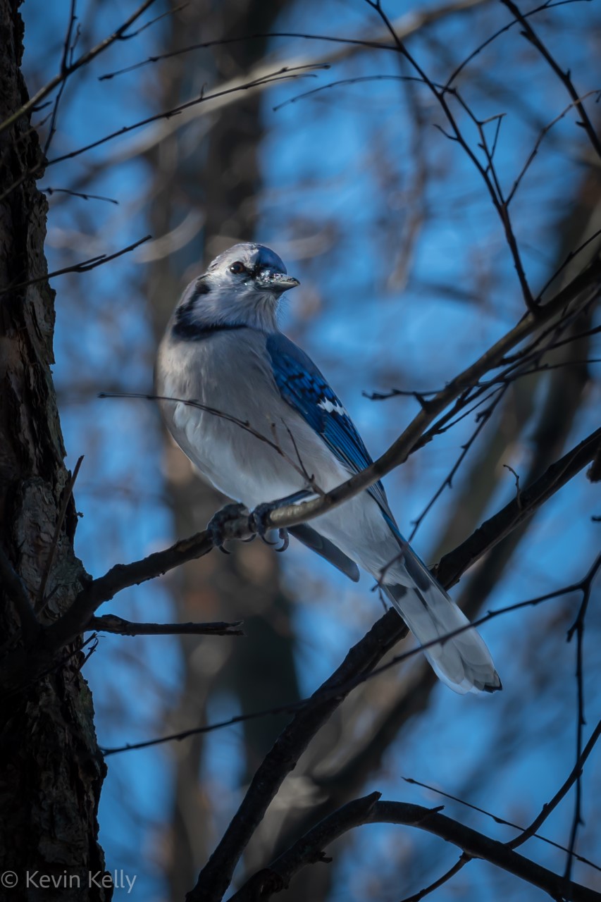 blue jays