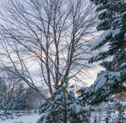 Acer rubrum and Pinus cembra