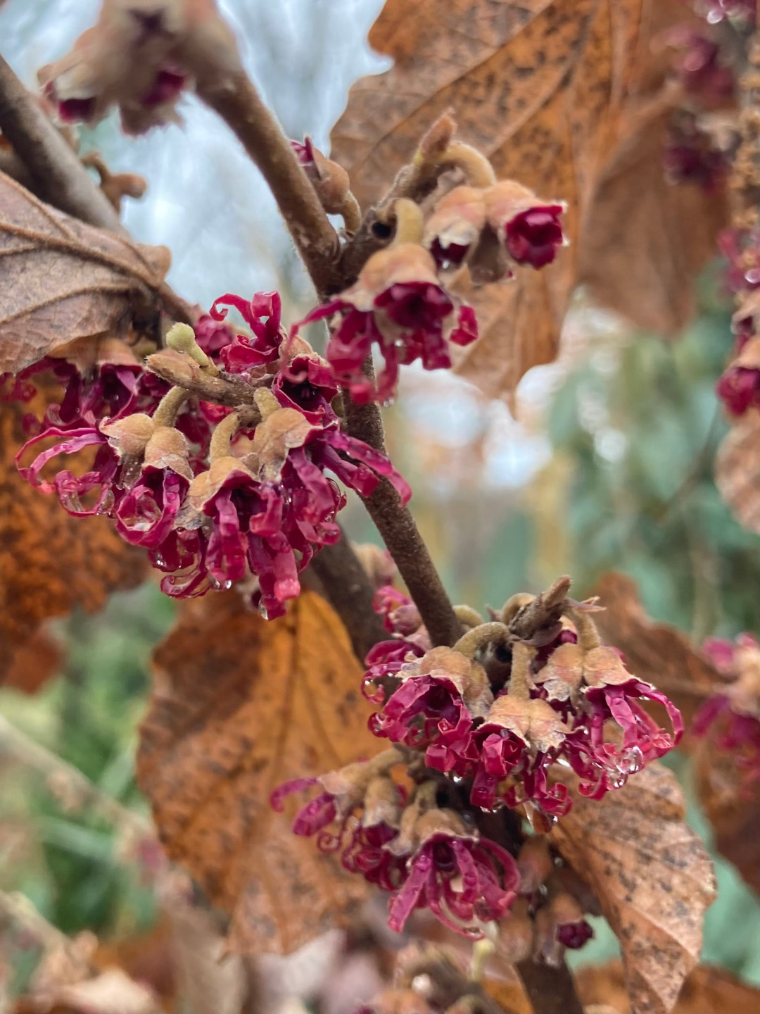 Amethyst witch hazel