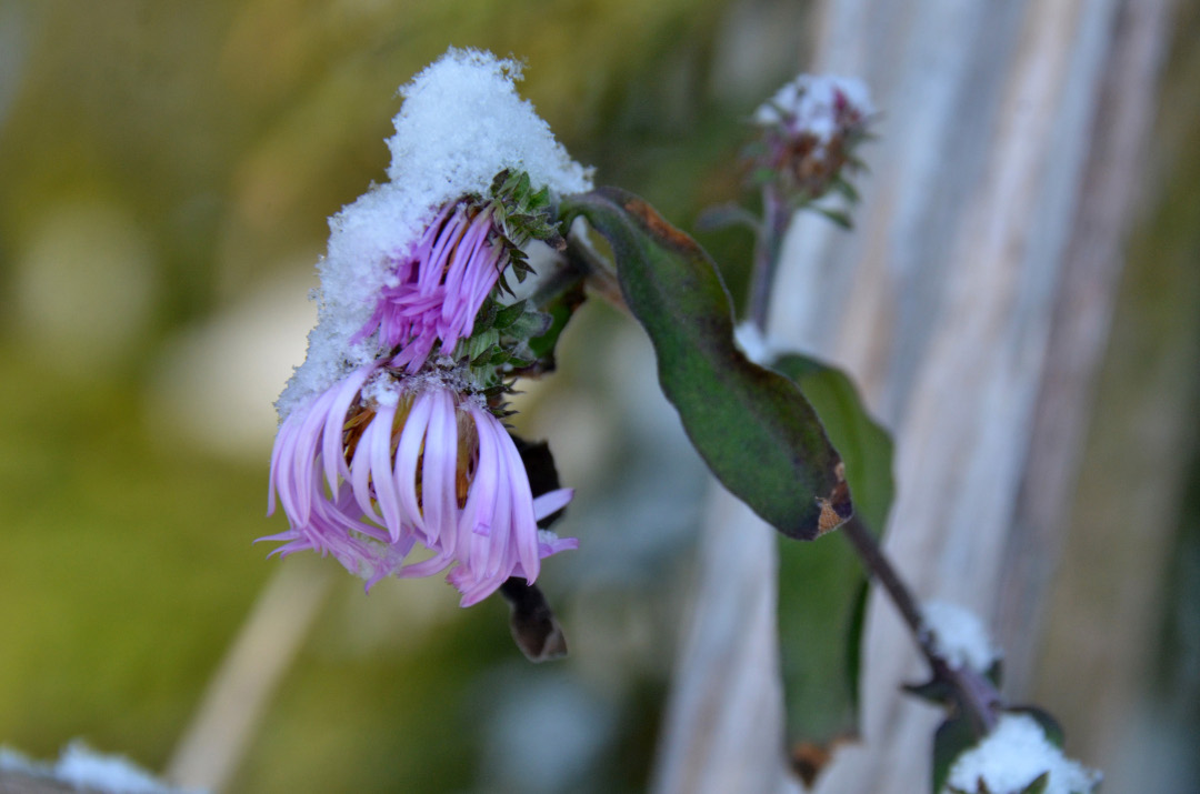 up close of Climbing aster with some snow on it