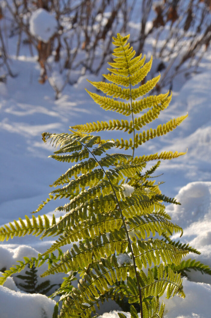 autumn fern