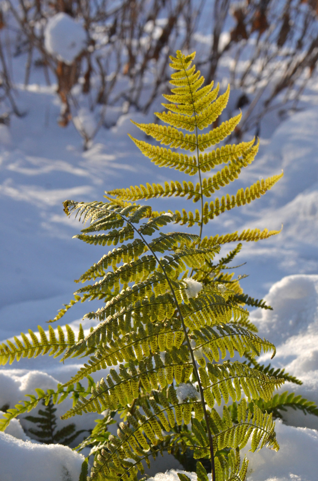 Autumn fern laying on top pf snow with wood branches in the back