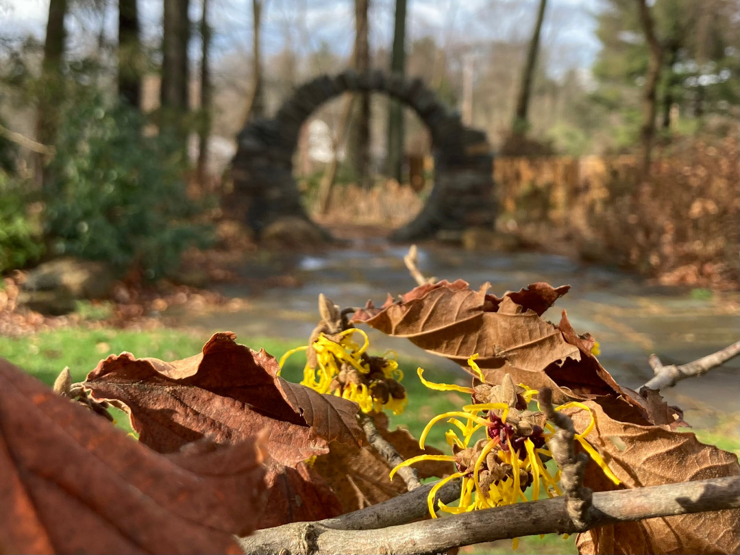 Barmstedt gold witch hazel in bloom with the moon gate visible behind it.