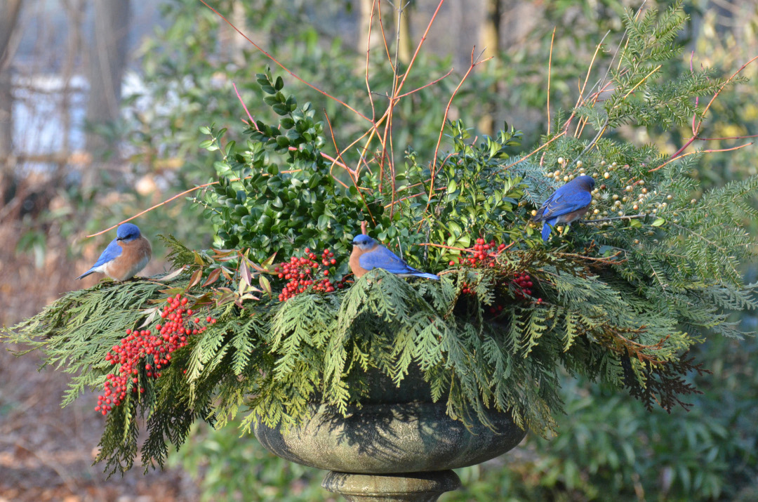 Bluebirds on a planter