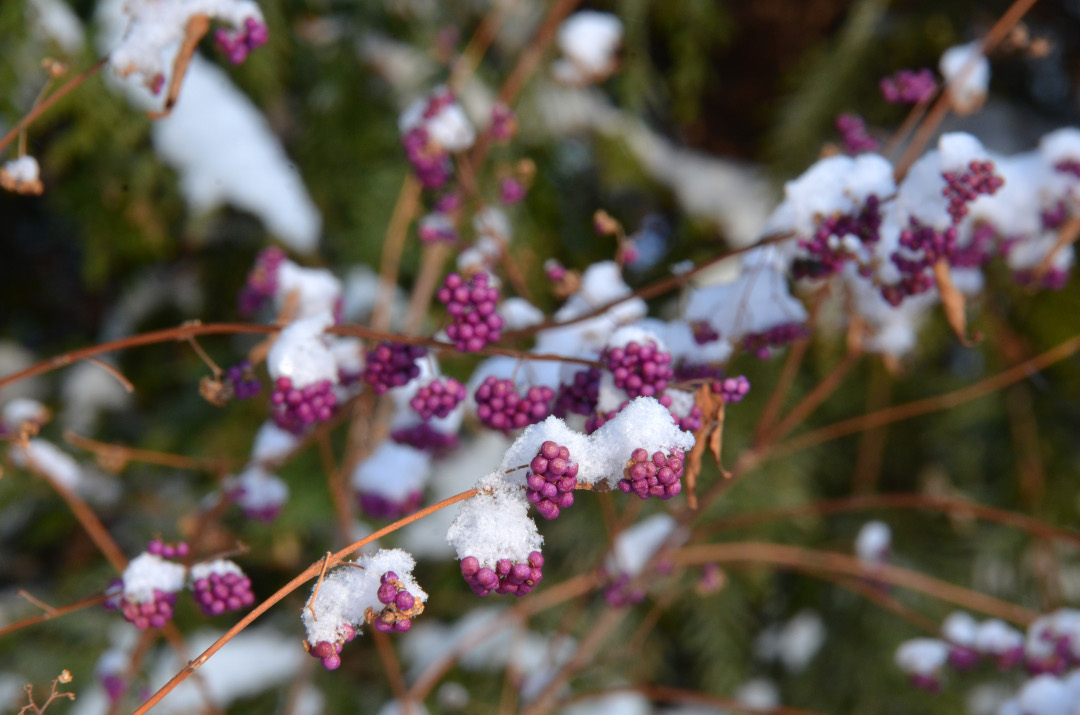 Early amethyst beautyberry covered in snow