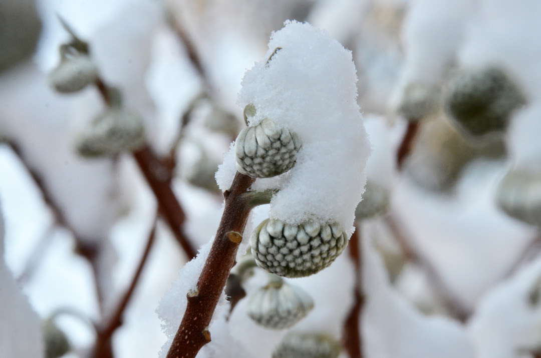 Edgeworthia chrysantha up close with snow covering 