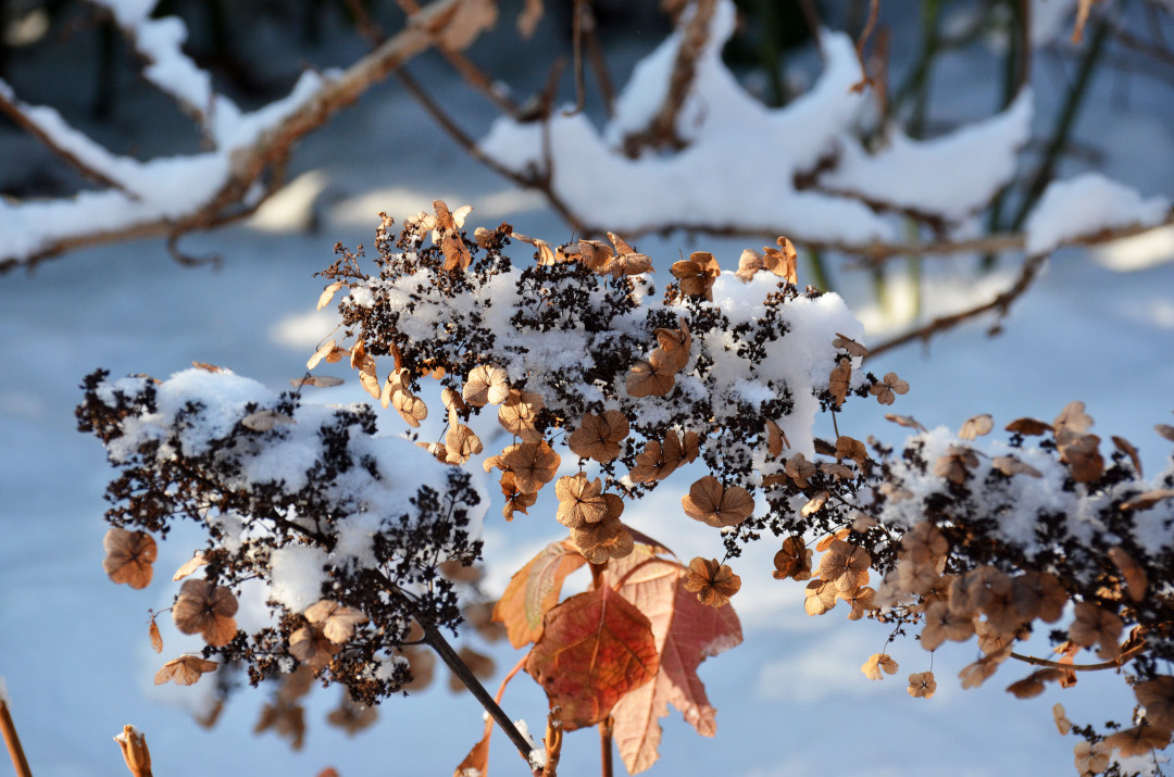 Aging flower heads of oakleaf hydrangea in snow