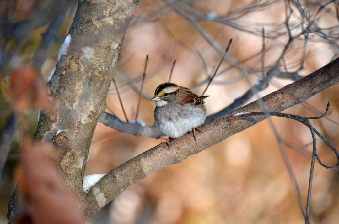 yellow-throated sparrow sitting on a branch