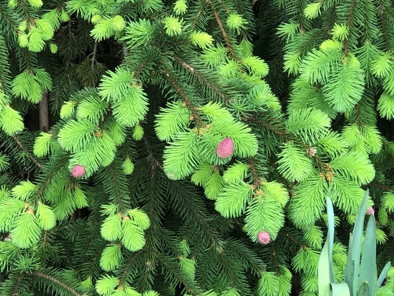 Picea abies ‘Acrocona’ (Zone 3 – 7). Lime-green new growth with pink pinecones