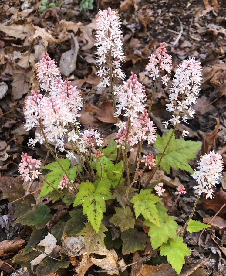 Tiarella cordifolia in dry foliage 