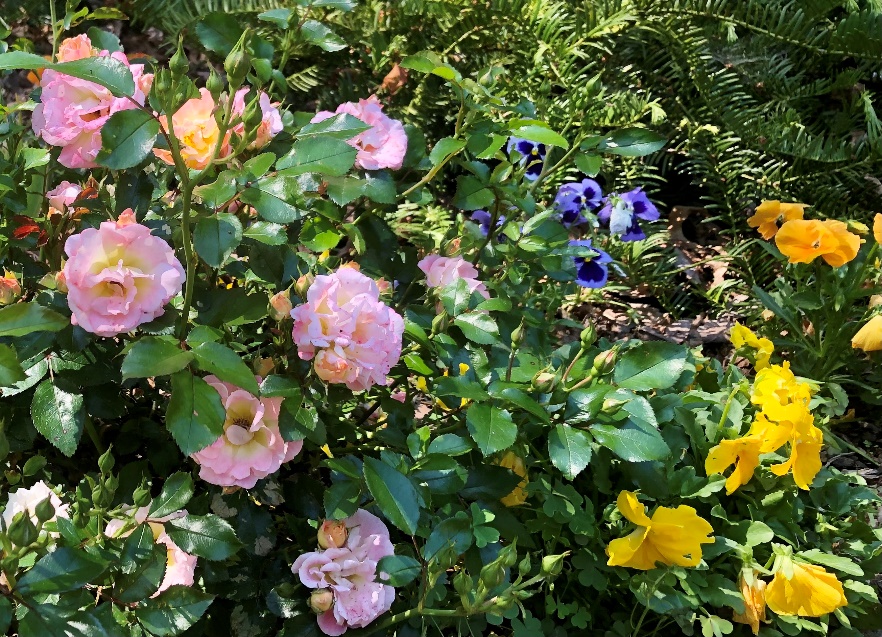 ‘Popcorn Drift’ pink roses