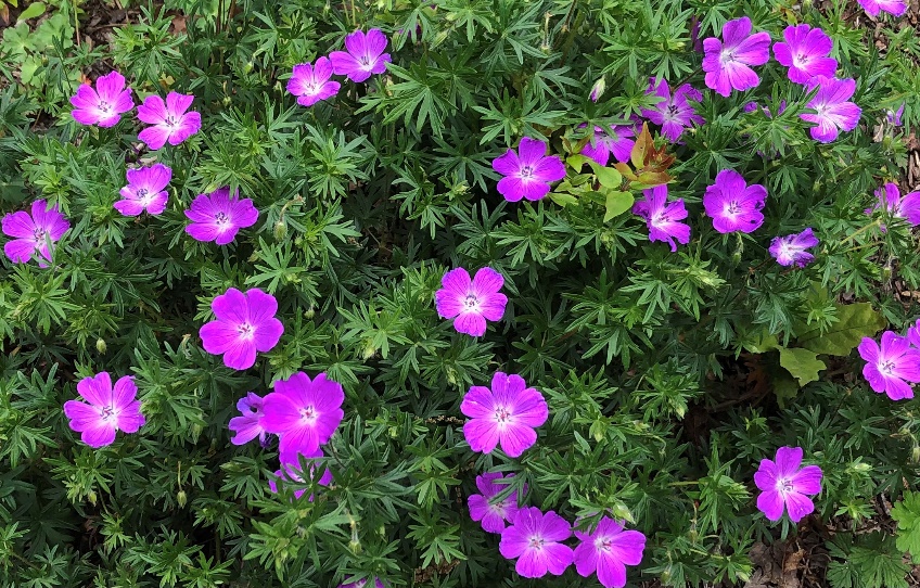 Geranium sanguineum 