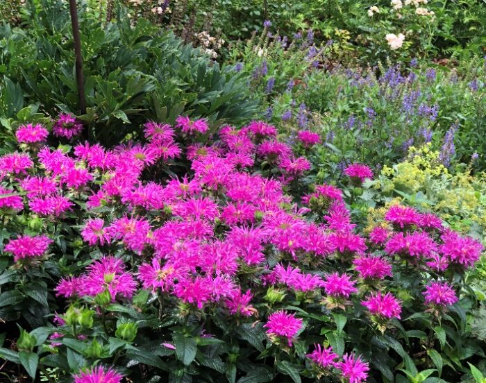 beautiful bright purple flowers surrounded by green foliage