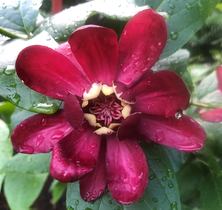 Carolina allspice wet after just raining