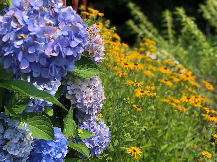 rudbeckia and hydrangeas together in a field