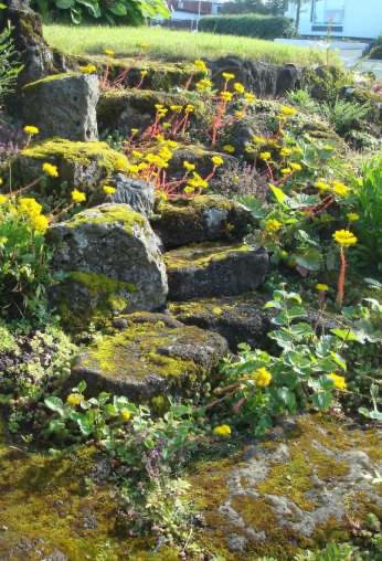 rock stairs covered in moss and yellow flowers