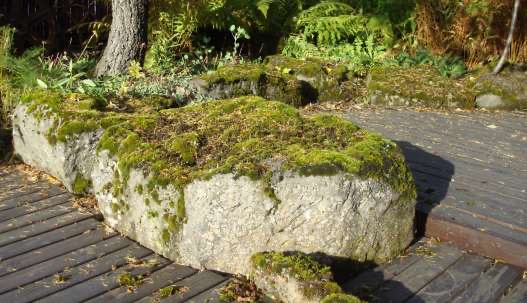 wooden deck surround a rock covered in green moss