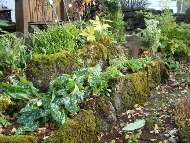 rock wall covered in moss and flowers