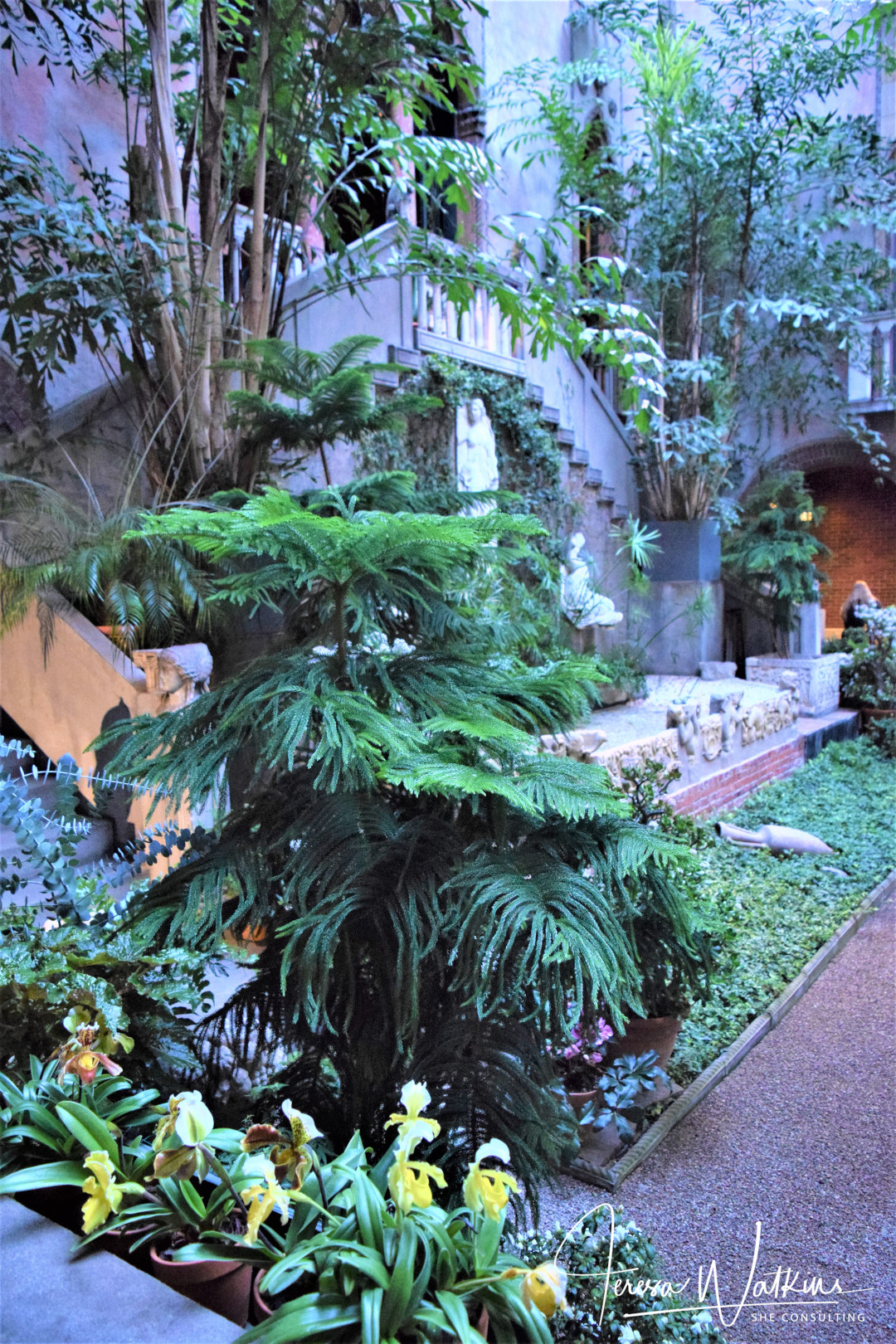 Norfolk island pine in the middle of the courtyard