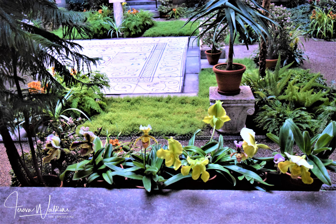 Potted tropical slipper orchids