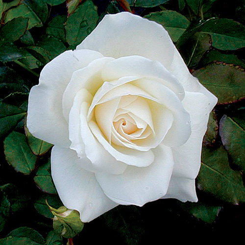 The Best Roses for Your Garden - FineGardening