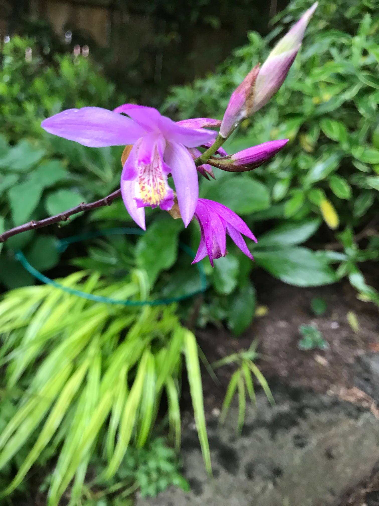 up close of the Hardy ground orchid Bletilla ‘Yokohama’