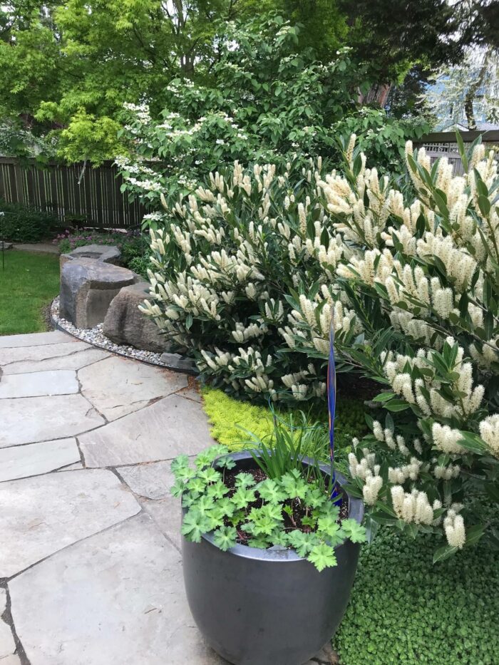 planted plants alongside pathway