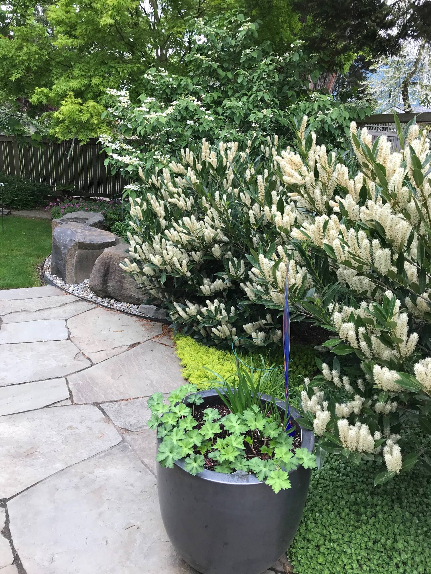 posted plants alongside a bush and stone pathway