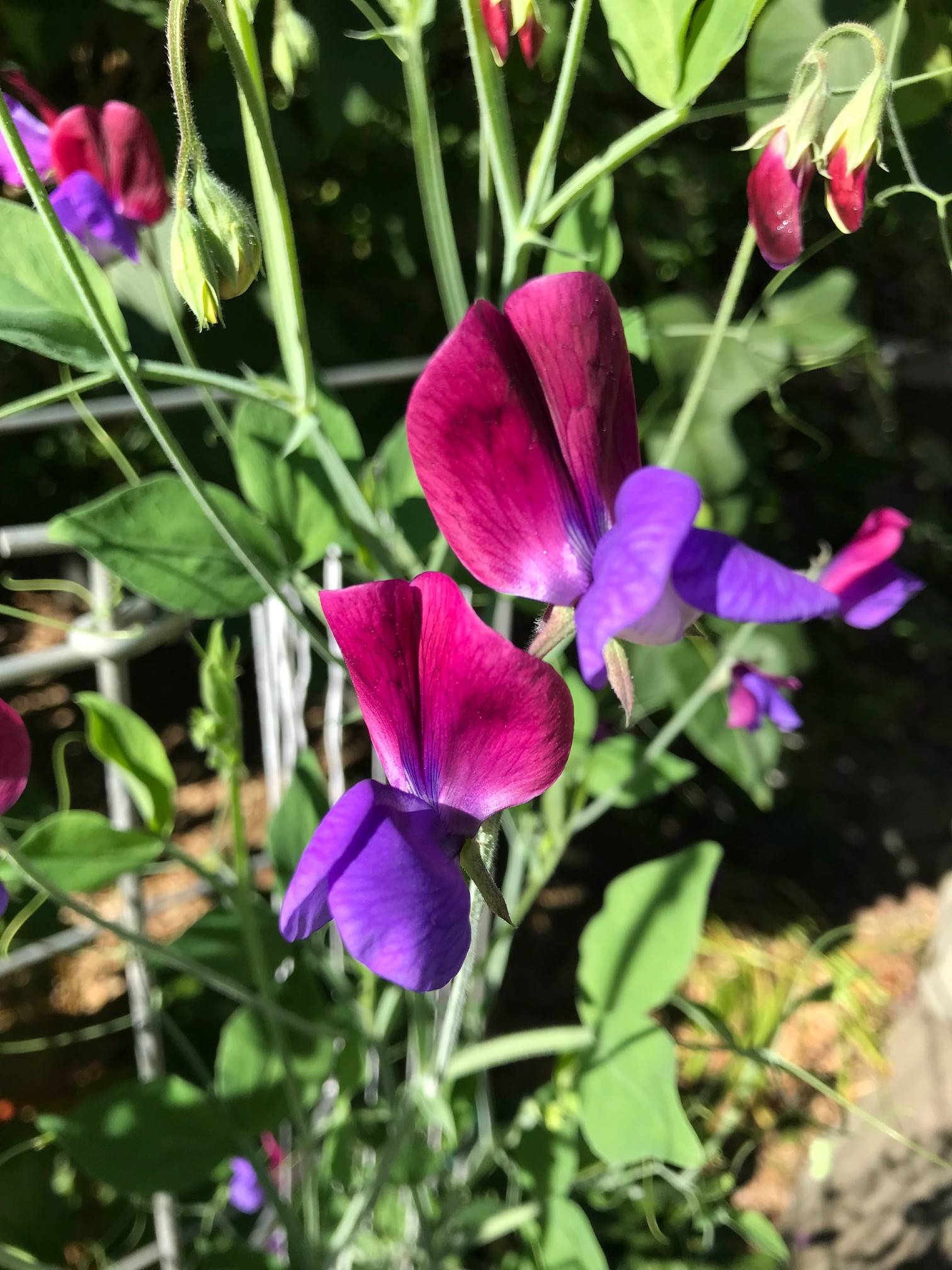 ‘Indigo King’ sweet pea