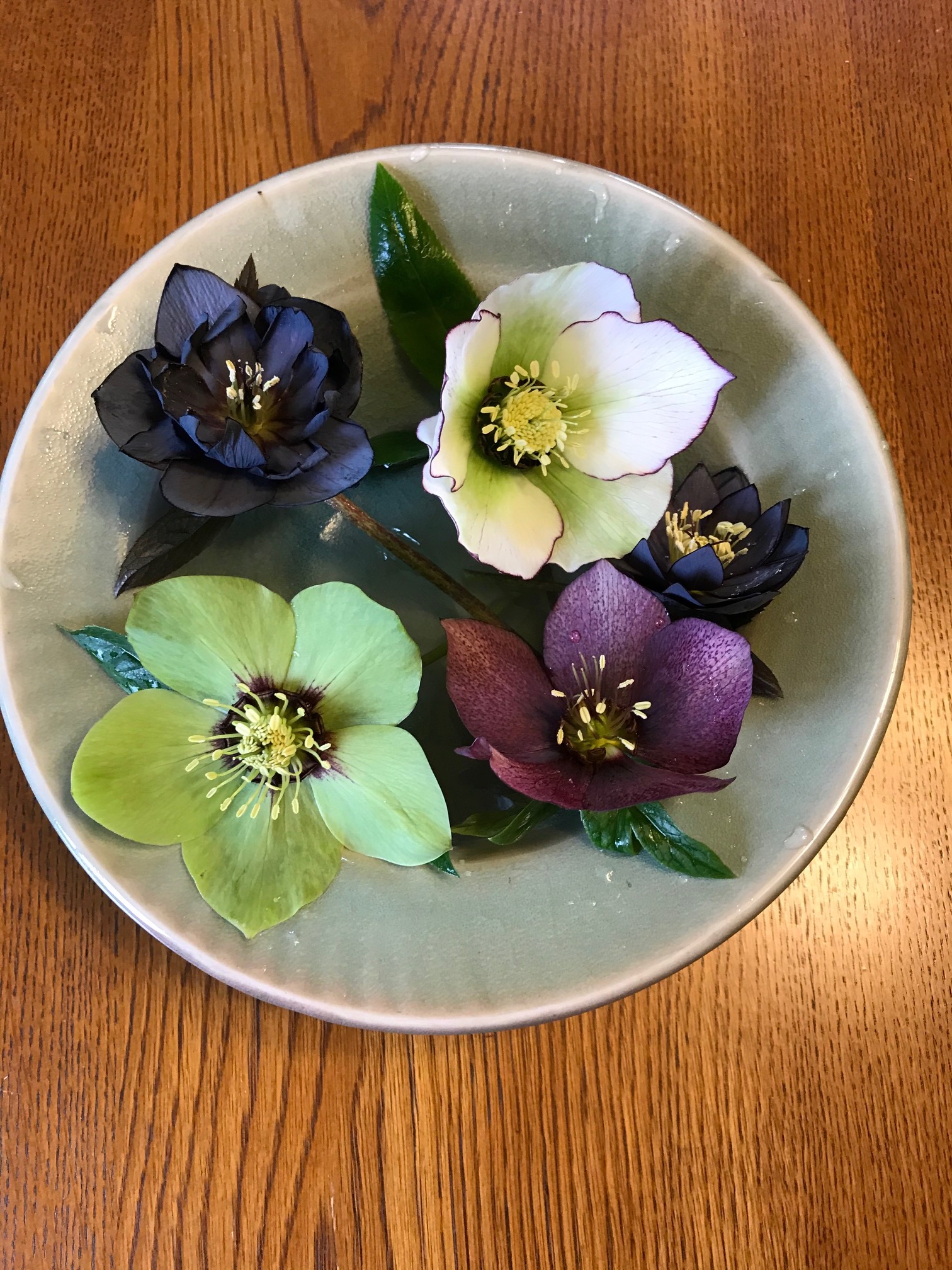 hellebore blossoms floating in a bowl