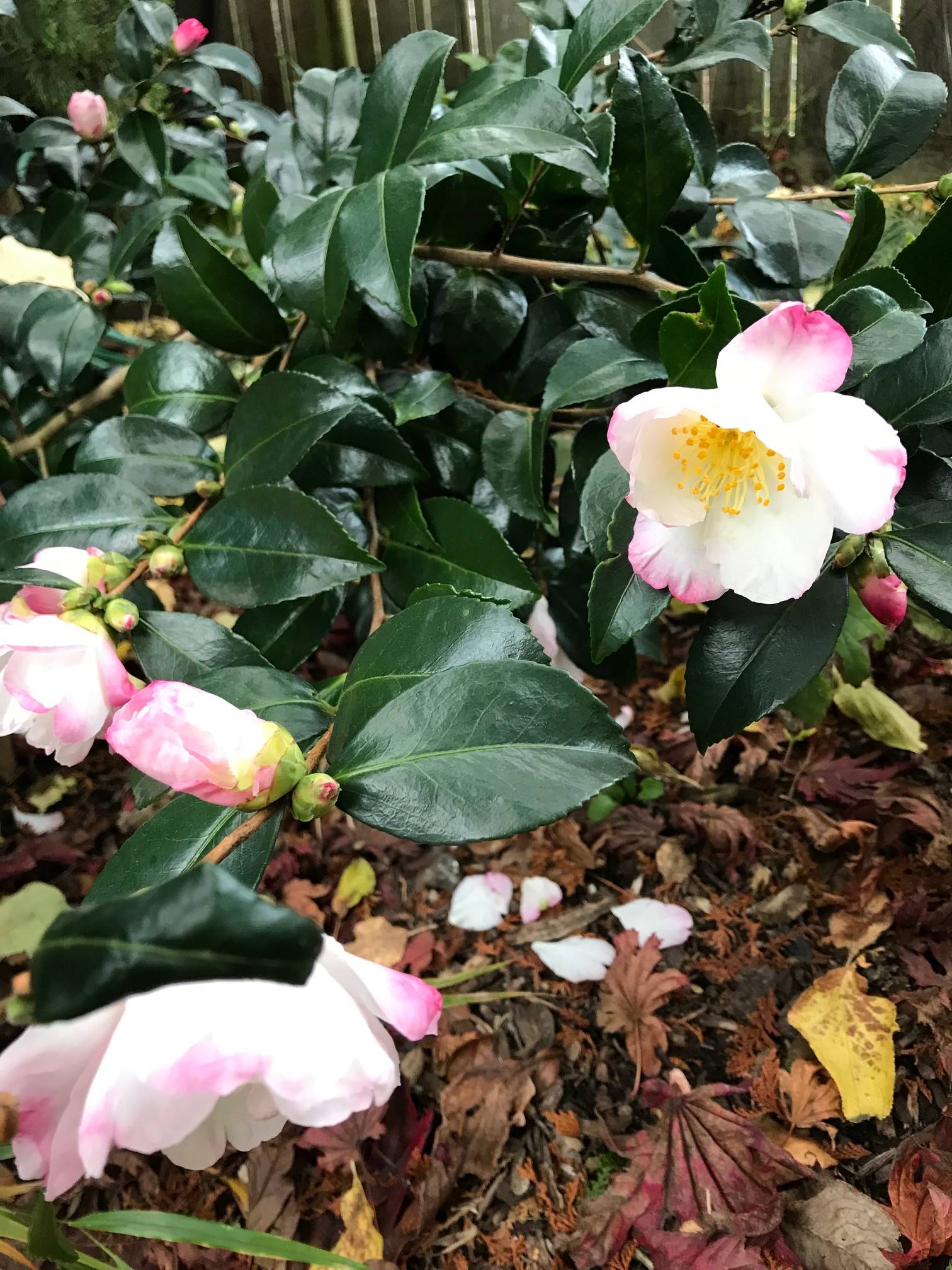 Camellia sasanqua ‘Apple Blossom’ 