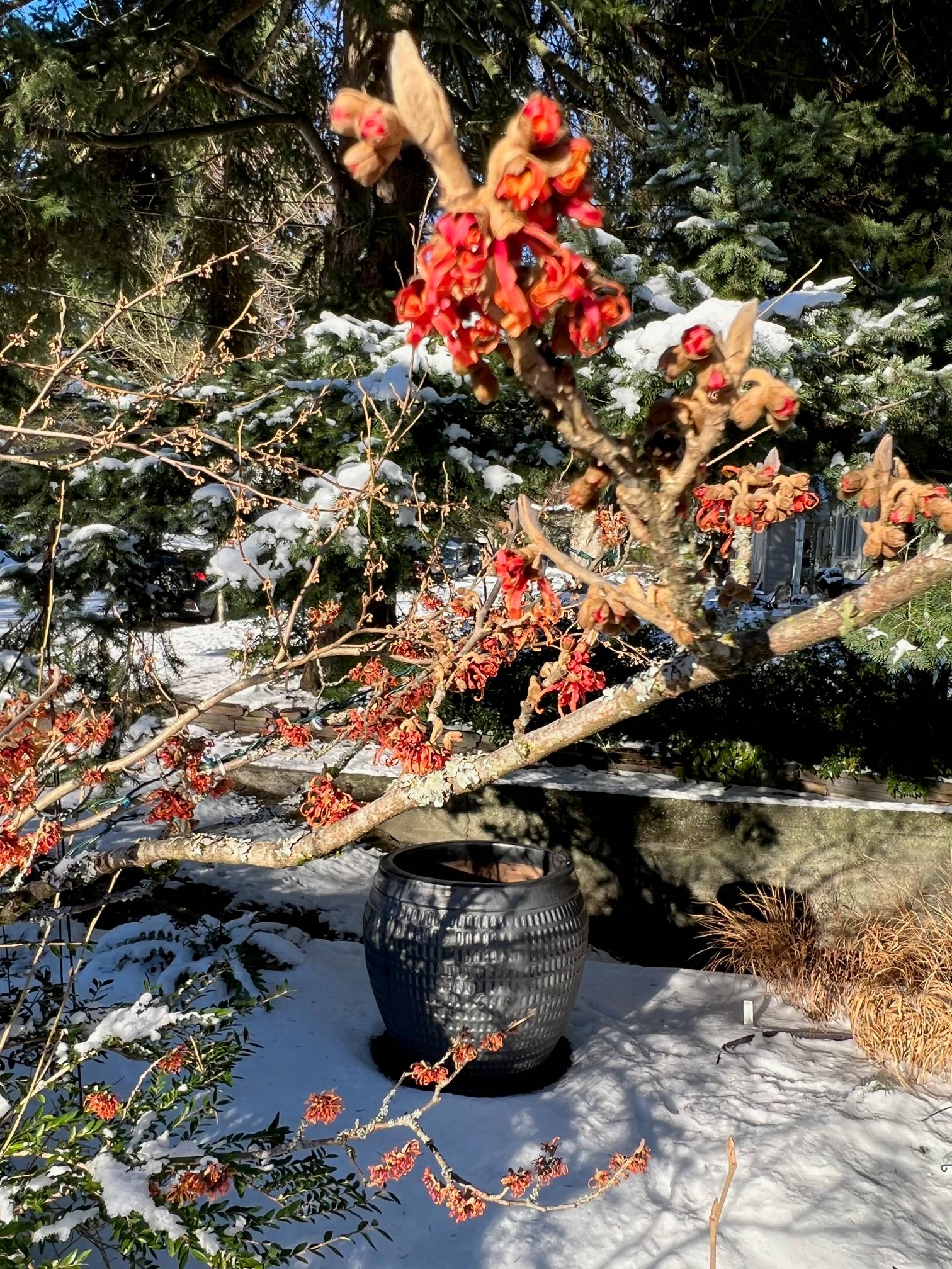 Witch hazel ‘Jelena’ blooming in recent snowfall