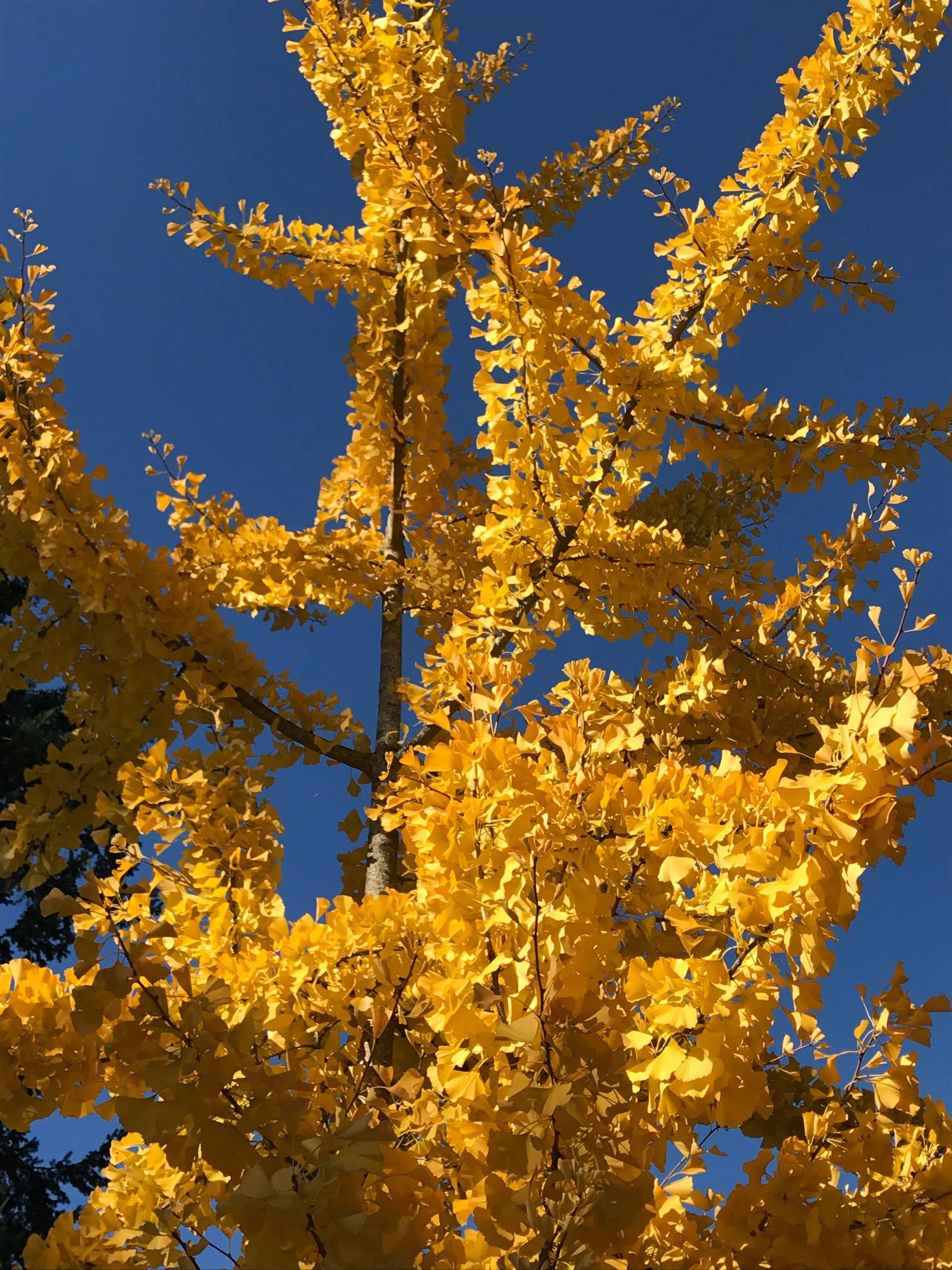 ginkgo tree