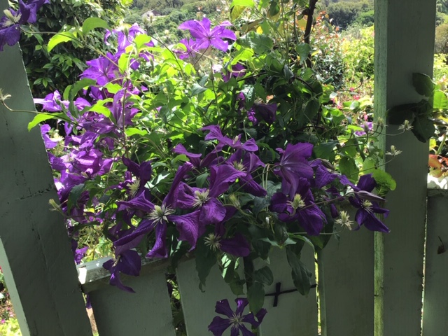 Clematis growing up the gazebo 