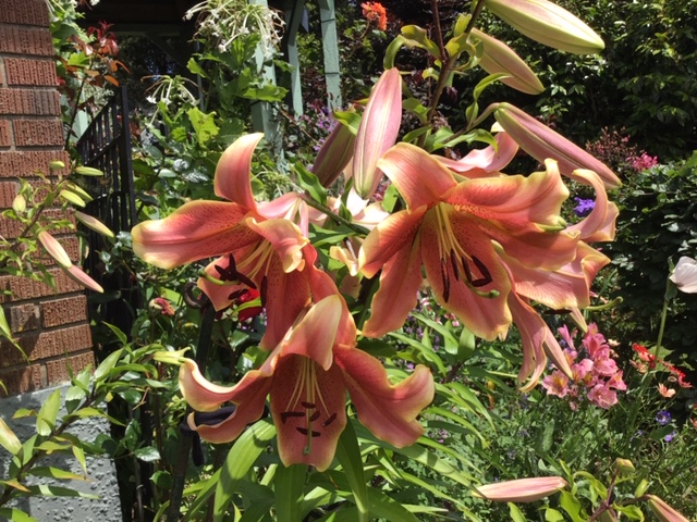 up close or orange and pink tone Lilies