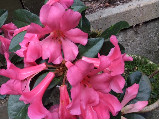 pink vireya rhododendrons