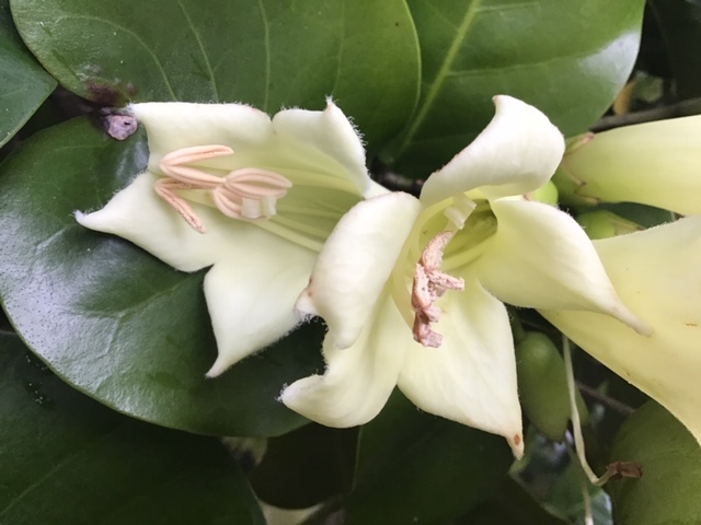 beautiful cream Tecomanthe