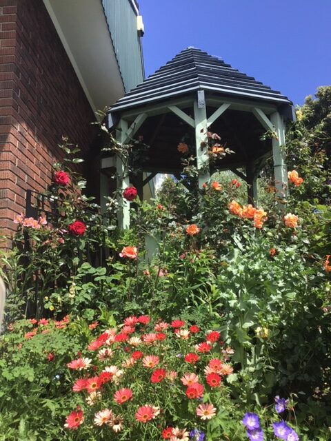 roses growing behind the gazebo