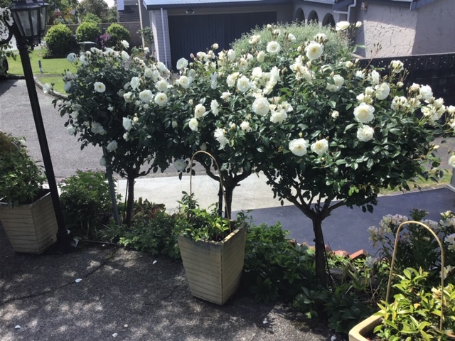 rose trees growing near a pathway