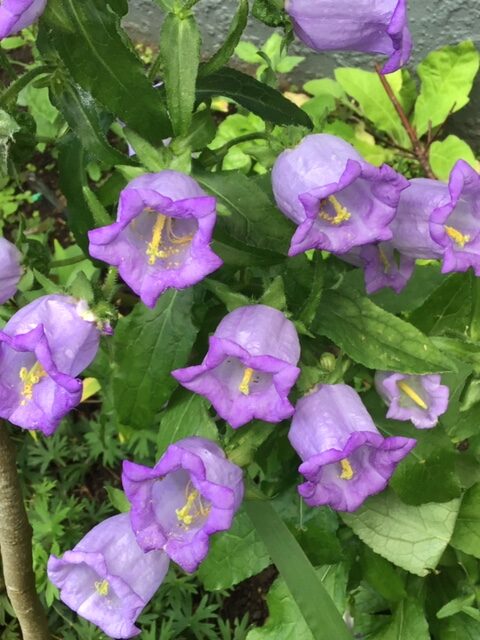 purple Canterbury bells 