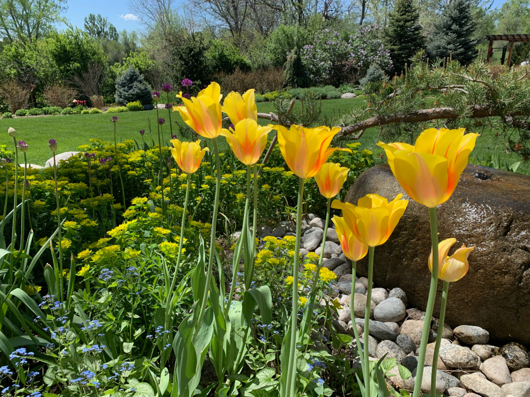 Hocus Pocus’ tulips against a backdrop of Euphorbia polychroma, and a large rock fountain