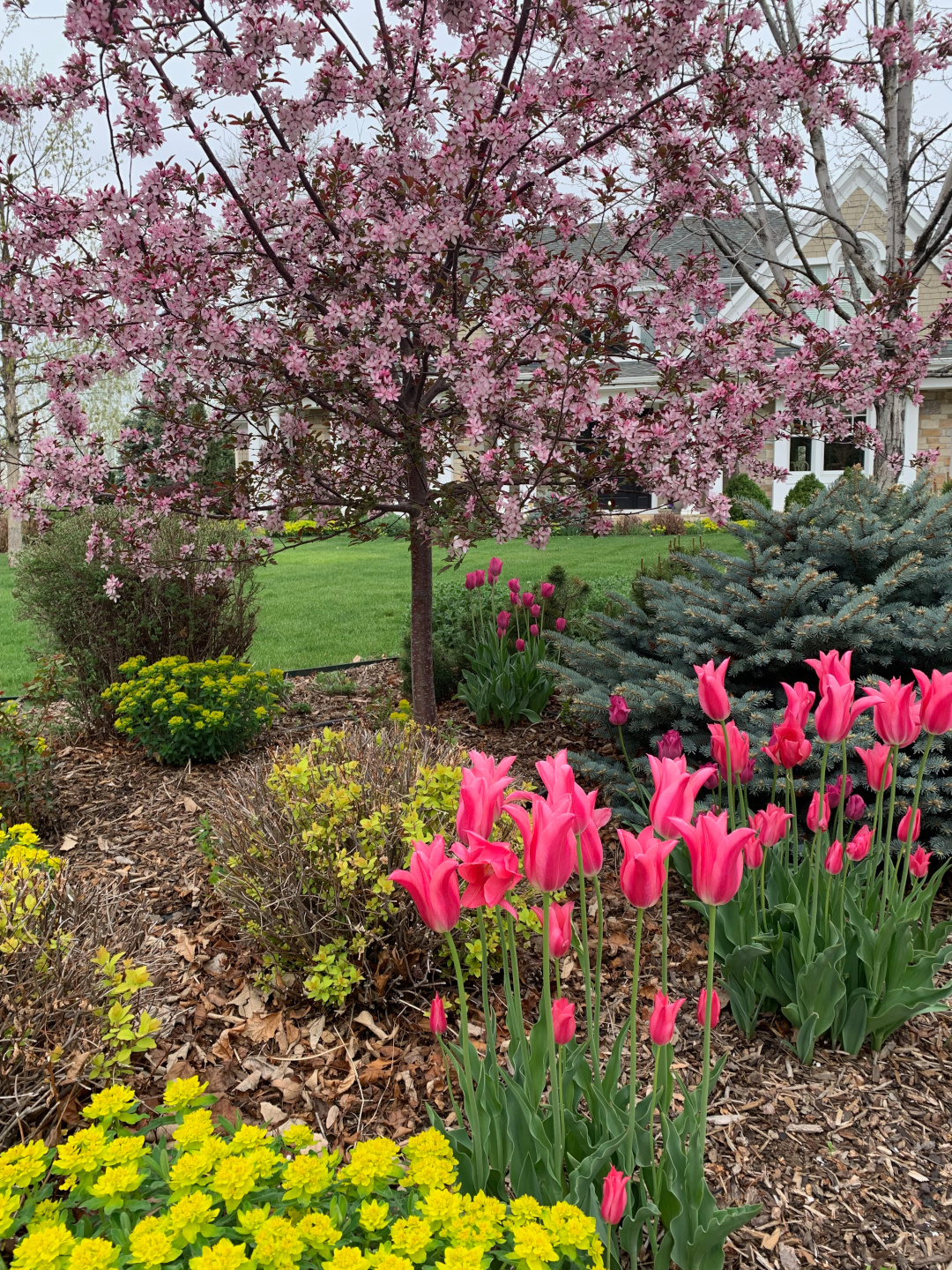 Lily flowering Mariette tulips and Royal Raindrops crabapple