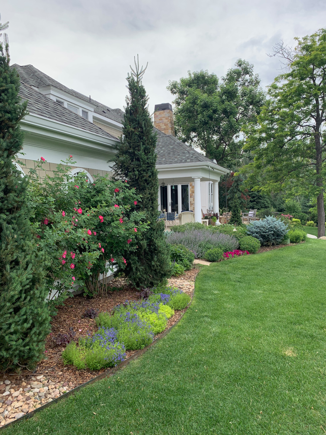 climbing roses William Baffin and blue flowering ground cover Veronica ‘Trehane’