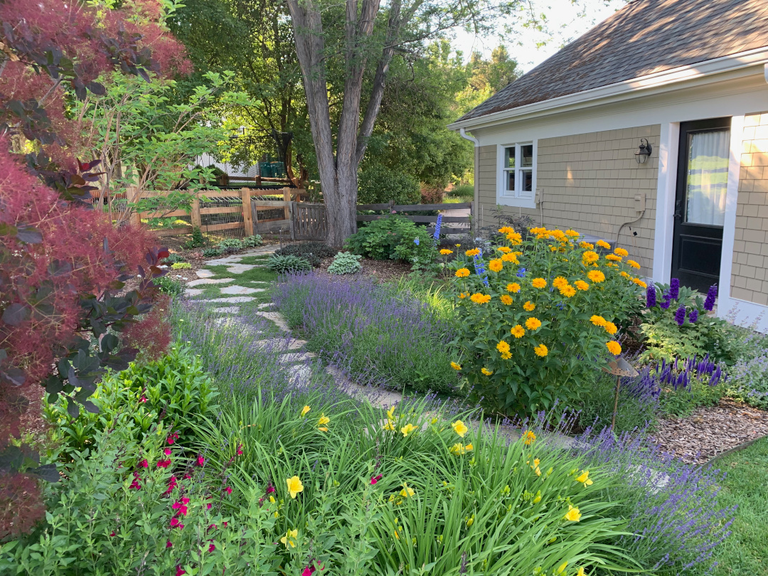 Side yard and path bordered by lavender Hidcote, with smokebush, Heliopsis ‘Summer Sun’, and delphiniums.