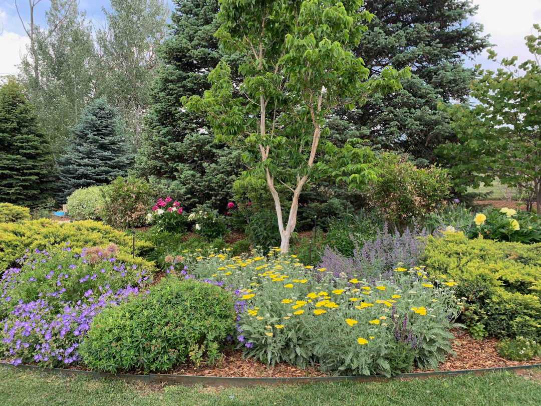 Back garden with Seven Sons Tree and flowers of a Bartzella peony