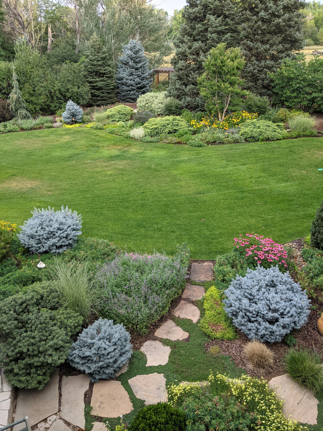 Courtyard garden, viewed from above, featuring blue spruce shrubs ‘Montgomery’ and ‘St. Mary’s Broom’, along with various ground covers.